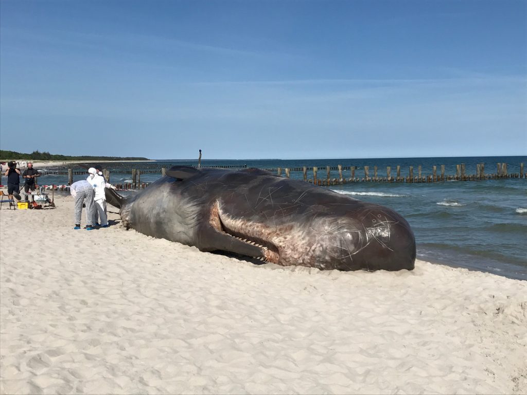 Blogeintrag: Gestrandeter Wal in Zingst